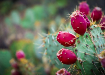 Kaktusfeigenöl: ein starkes natürliches Anti-Aging-Mittel