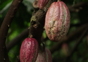 Kakaobutter: Alle Vorteile für Haut und Haare